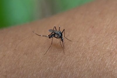 Vacunas y pedido al Ministerio de Salud: la preocupacin por el dengue lleg al Congreso