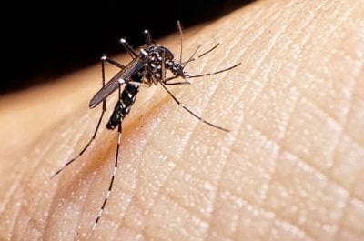 Se confirma el descesnso de casos de dengue en la provincia Situación epidemiológica