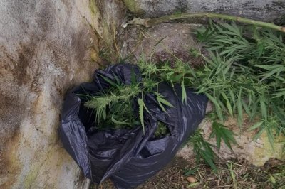 Robaba gajos y hojas de una planta de cannabis y fue interceptado