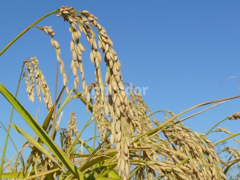 Derrumbe de la producción arrocera santafesina