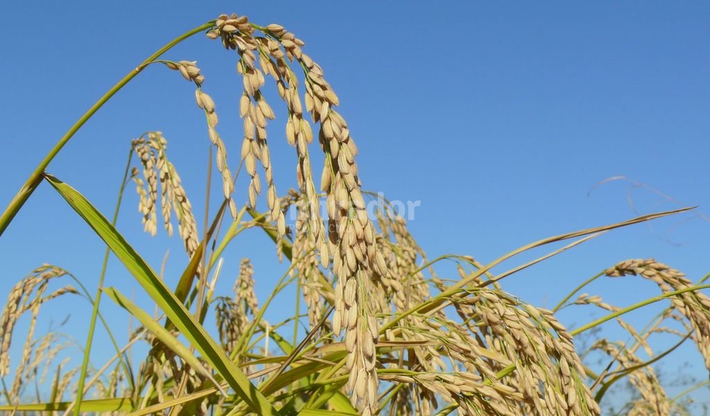 Derrumbe de la producción arrocera santafesina