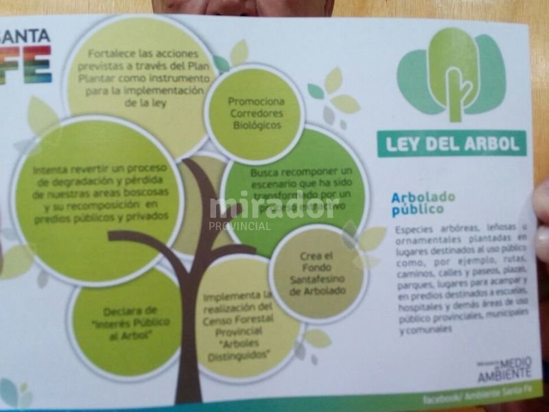 Avanza la ley del árbol