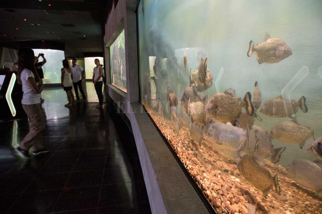 Mirá cómo es el nuevo acuario de Rosario