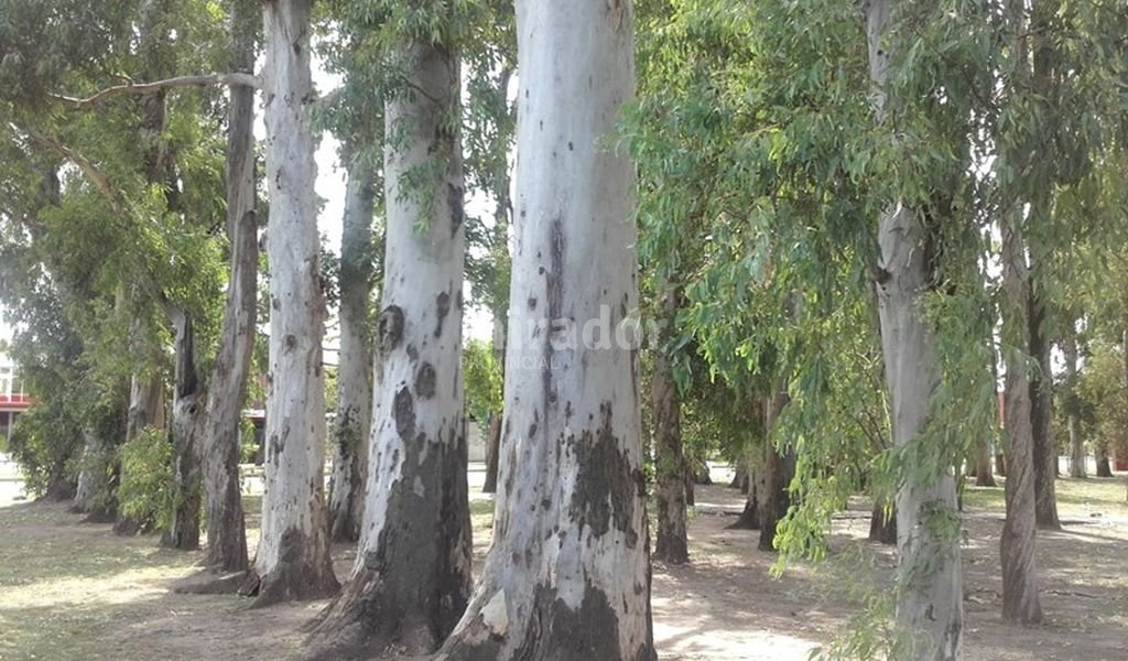 Rafaela: se estima plantar 1.300 árboles en el año