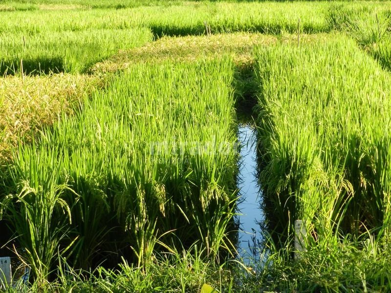 La Provincia desarrolló una variedad de arroz que alcanzó récords