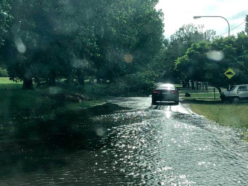 Calles inundadas y denuncias por árboles caídos, el saldo del temporal en Rosario