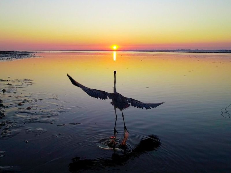 Una garza, testigo del amanecer en la Setúbal