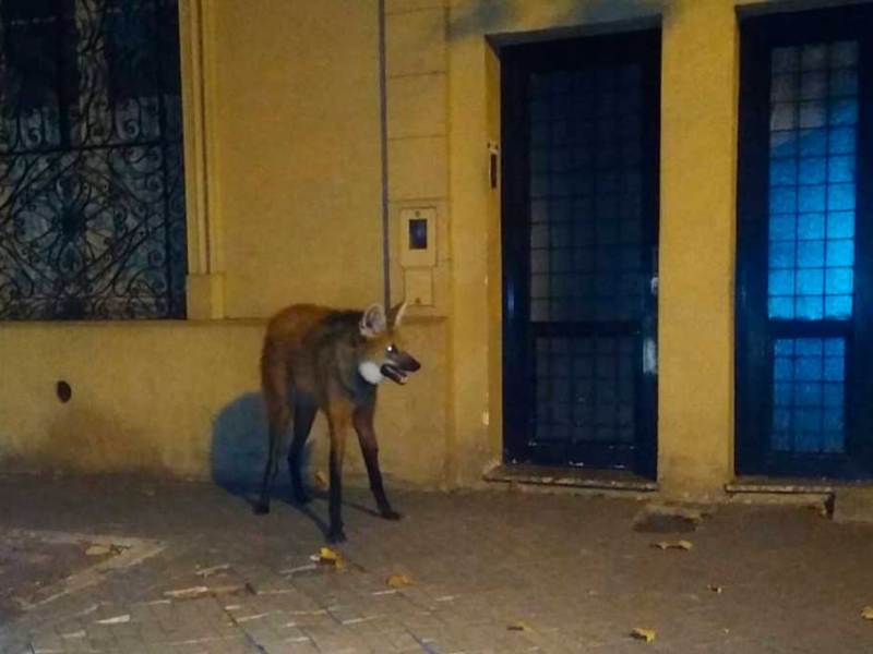 Rescataron un Aguará Guazú en Rosario pero murió al poco tiempo por las heridas que presentaba