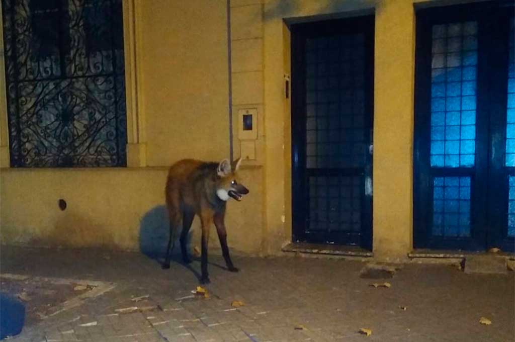 Rescataron un Aguará Guazú en Rosario pero murió al poco tiempo por las heridas que presentaba