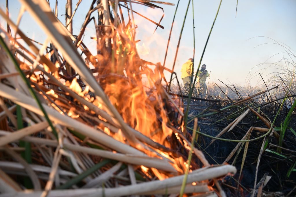 Especialistas alertan que los incendios representan un riesgo al ecosistema