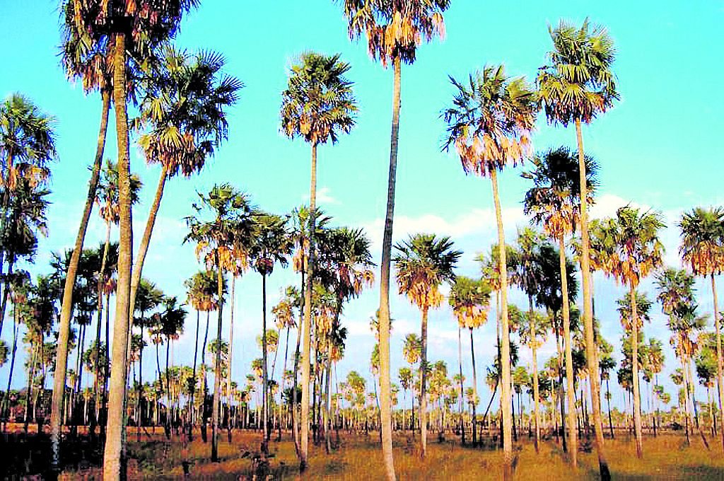 Parque Nacional El Palmar, una belleza argentina en el corazón de Entre Ríos