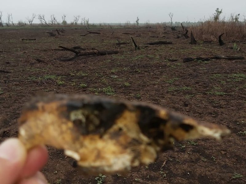 Investigadores detectan un «fuerte impacto» en el ecosistema por los voraces incendios en las islas