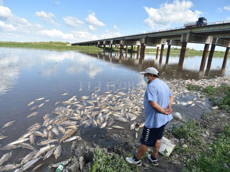 Mortandad de peces: «La principal hipótesis es la falta de oxígeno»