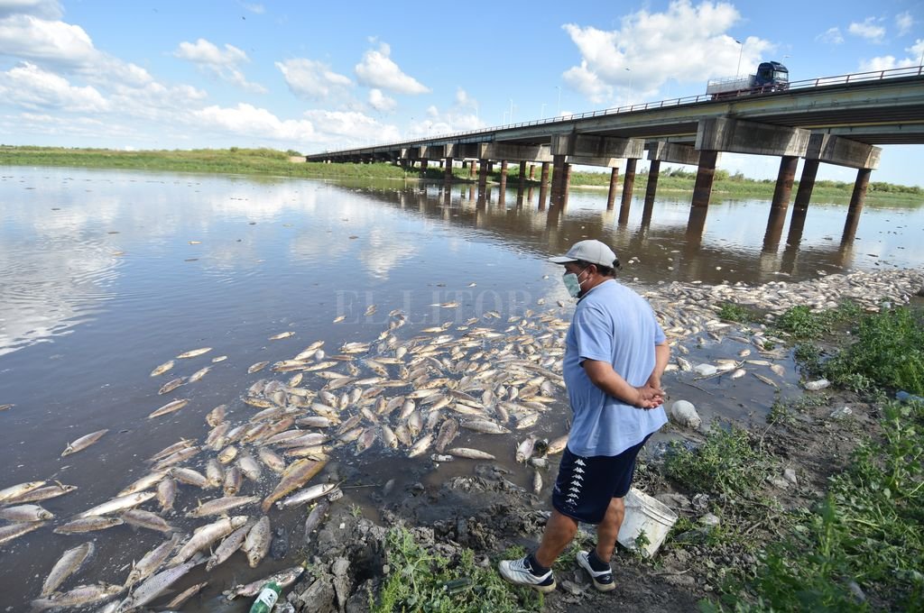 Mortandad de peces: «La principal hipótesis es la falta de oxígeno»
