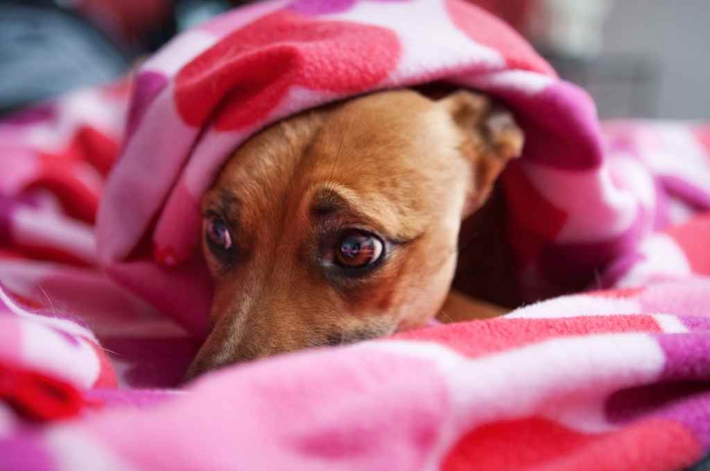 Las mascotas y las fiestas: las principales recomendaciones para su cuidado