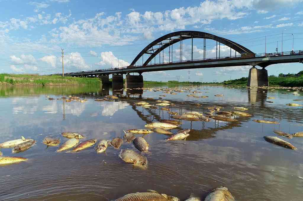 Los estudios y muestras realizados confirman la hipótesis del fenómeno natural en mortandad de peces