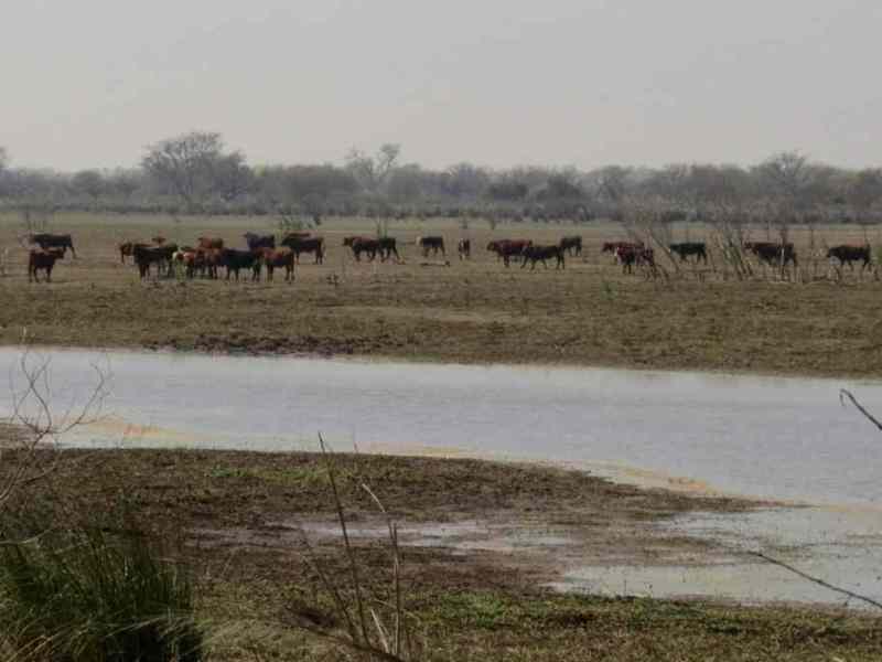 Denuncian que tras las quemas ya se llevan cientos de vacas a las islas