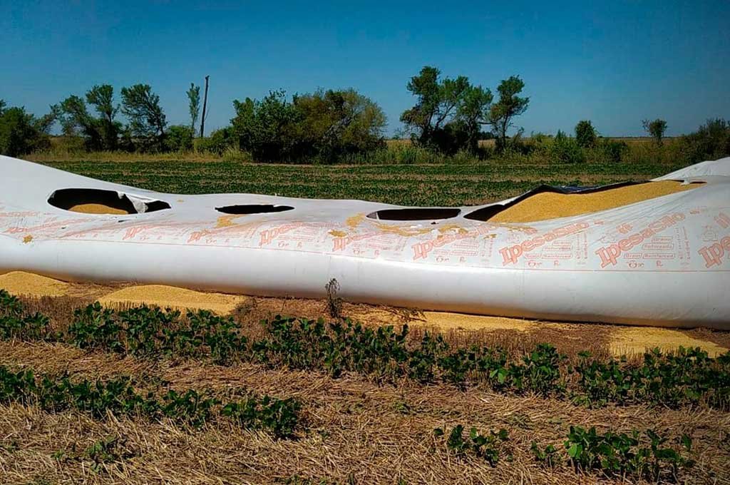 Rompieron un silobolsa y robaron toneladas de soja