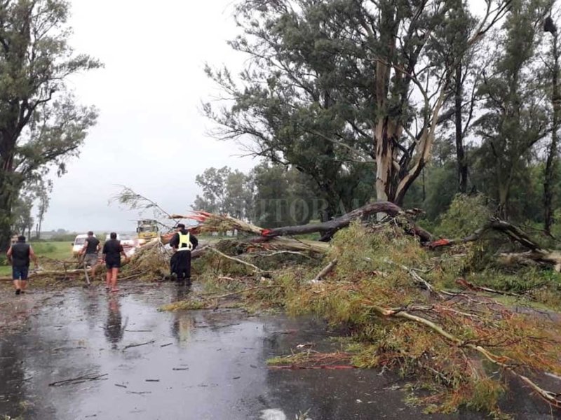 Se cayó un árbol y cortó la Ruta Provincial 4