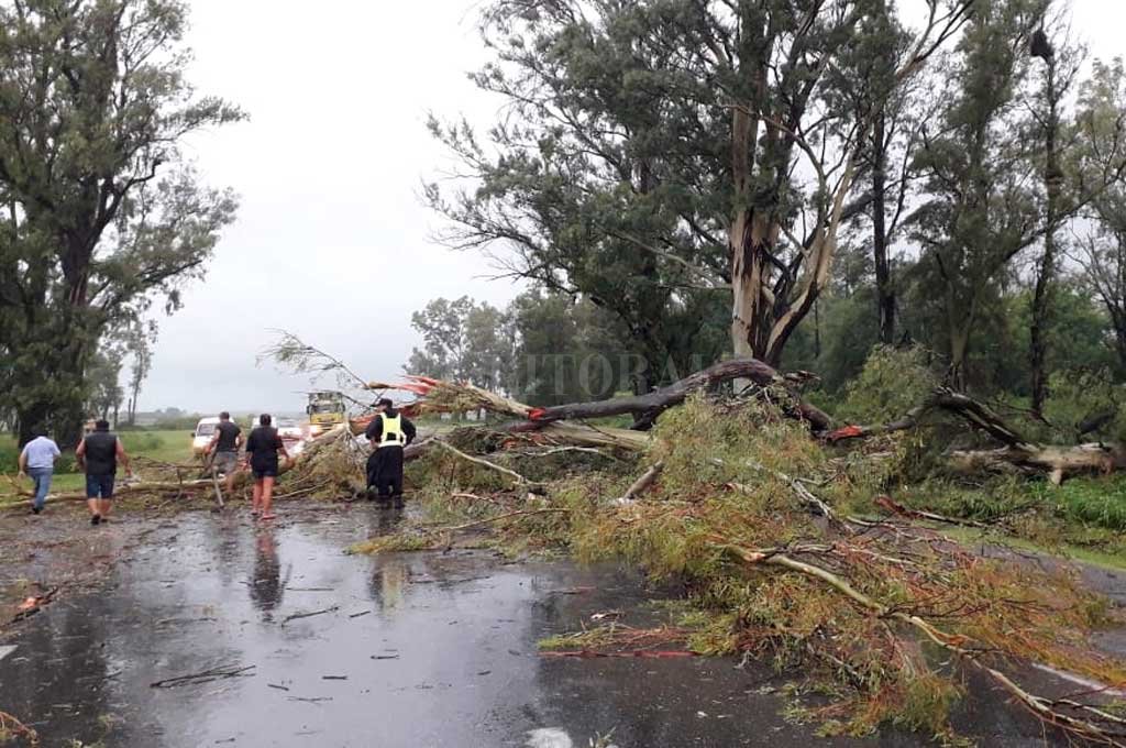 Se cayó un árbol y cortó la Ruta Provincial 4