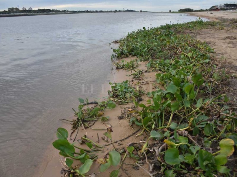 El Río Paraná sigue a la baja: quedó cerca del metro en Santa Fe