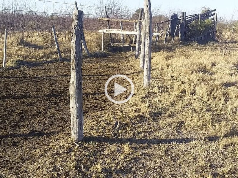 Video: la Guardia Rural Los Pumas recuperó 57 novillos robados en el norte provincial