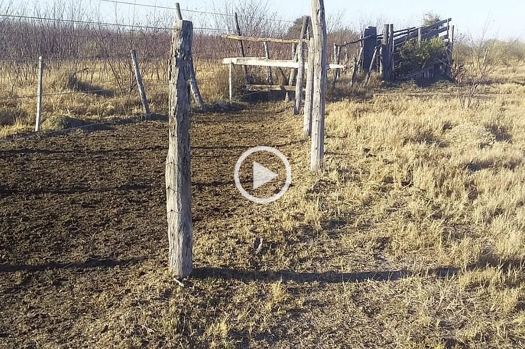 Video: la Guardia Rural Los Pumas recuperó 57 novillos robados en el norte provincial