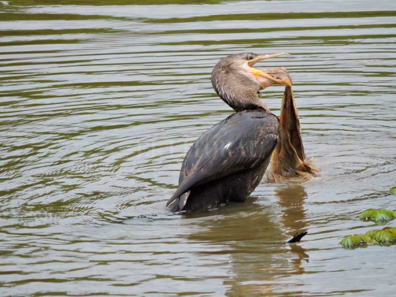 Grave afectación de la fauna local  por contaminación en el río Paraná