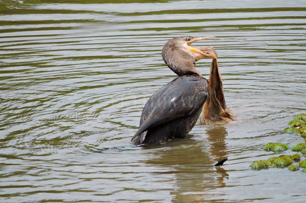 Grave afectación de la fauna local  por contaminación en el río Paraná