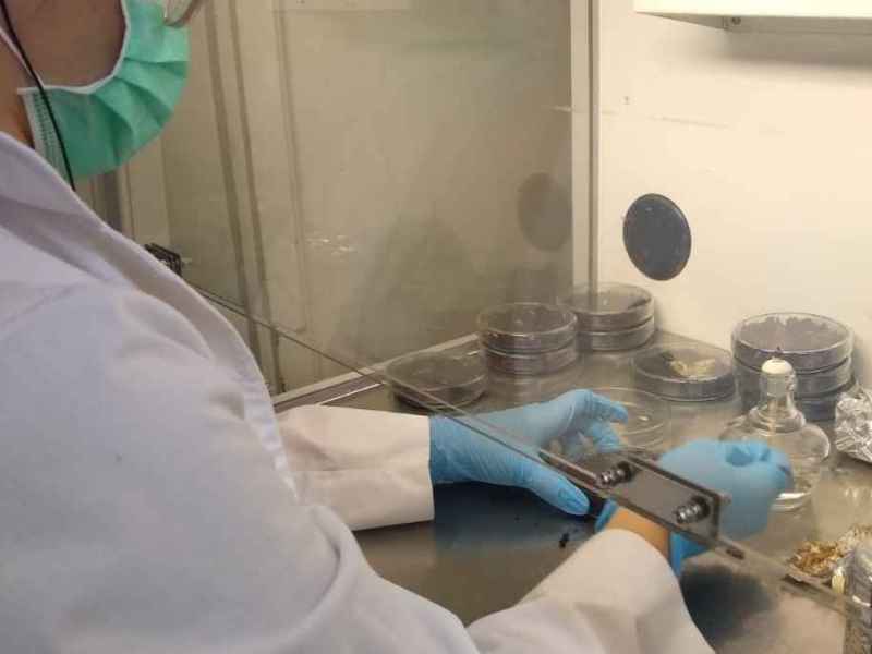 Investigadores santafesinos trabajan para desarrollar un biocuero a base de hongos 100% sustentable
