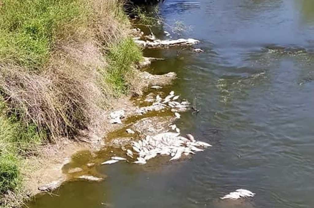 Buscan una solución a la contaminación del Arroyo Las Prusianas en Grütly