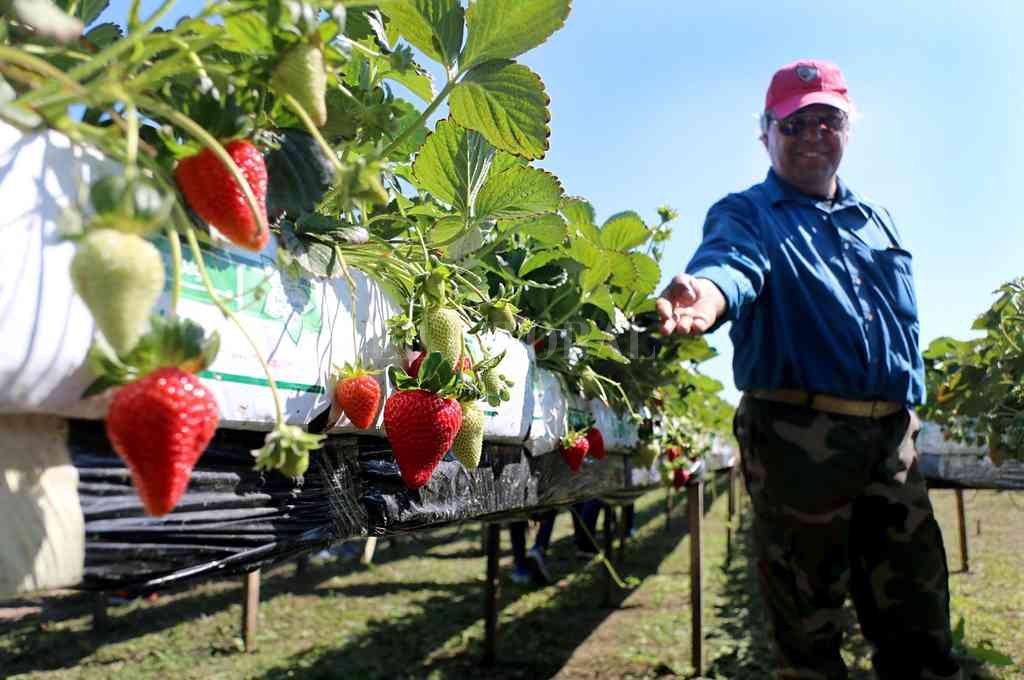 Frutillas en altura, una tendencia que crece en Coronda