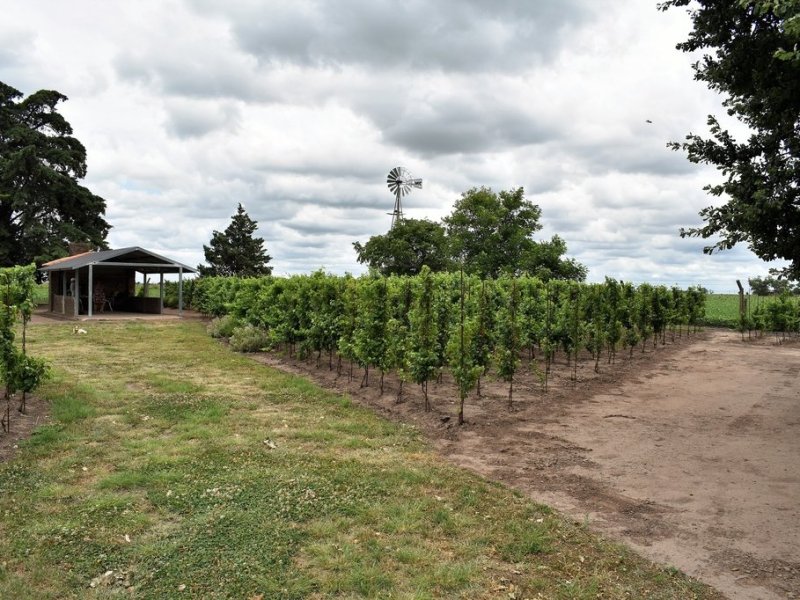 Día del Vino Argentino: productores santafesinos se animan a montar viñedos