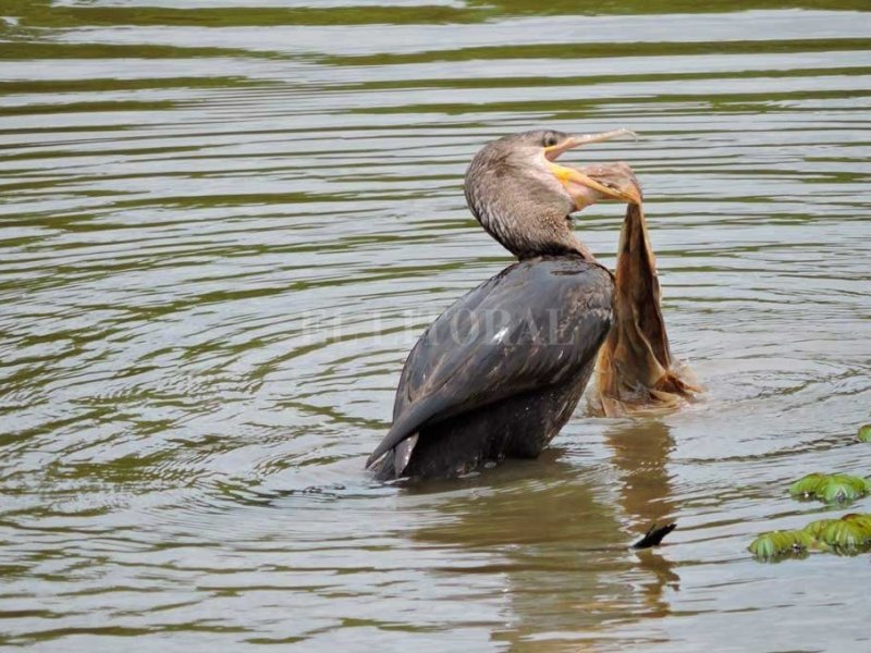 Contaminación con plásticos: dramáticos  registros de cómo afectan a la fauna