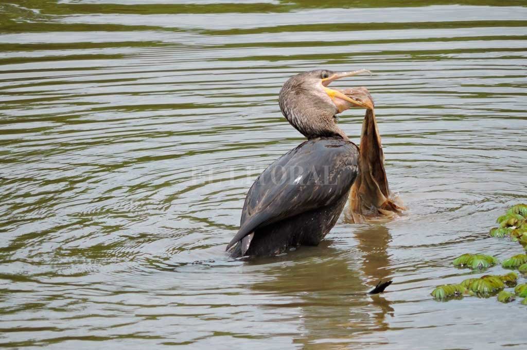 Contaminación con plásticos: dramáticos  registros de cómo afectan a la fauna