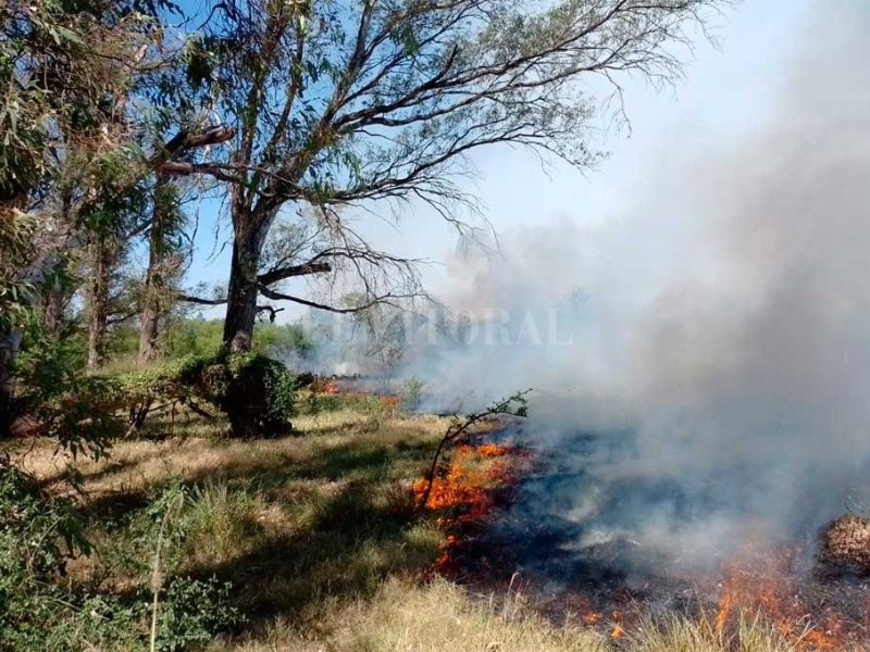 Un bosque de eucaliptos de Laguna Paiva en peligro por el fuego