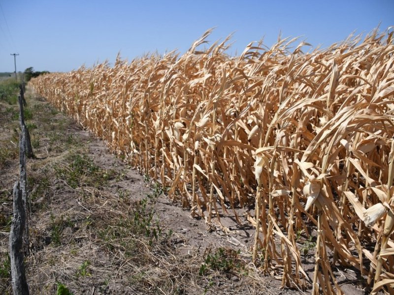 El SMN actualizó sus previsiones trimestrales de temperaturas y lluvias para toda la Argentina