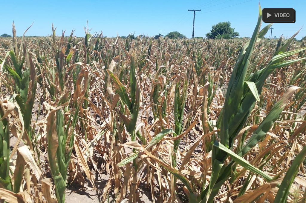 Declararán la emergencia agropecuaria  en los 19 departamentos de la provincia de Santa Fe