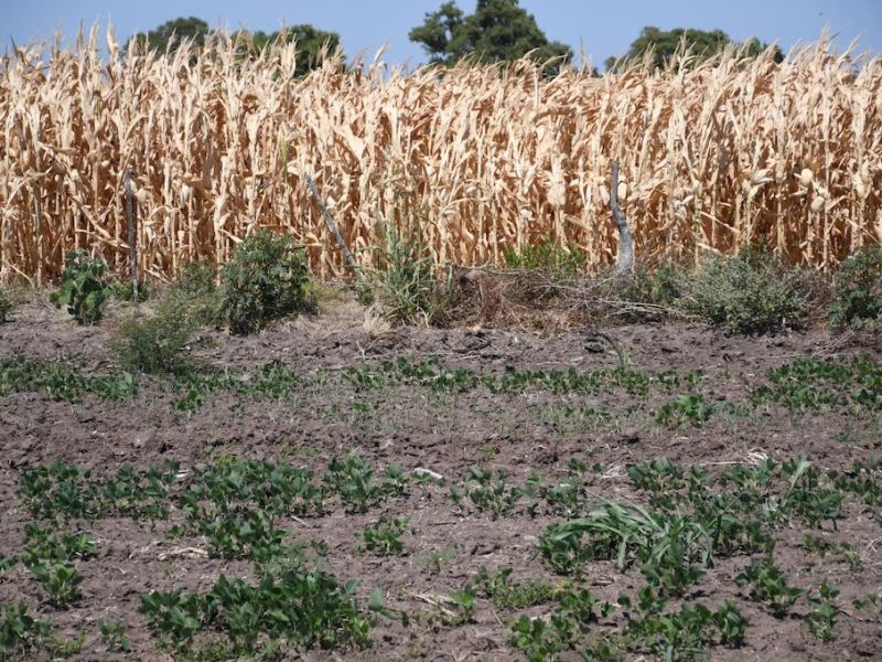 Plantean un nuevo seguro agrario ante efectos del cambio climático