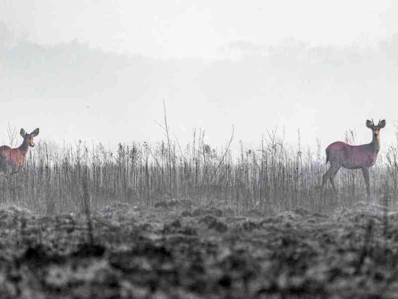 Para un biólogo santafesino radicado en Corrientes, «los incendios son una crónica de un desastre anunciado»