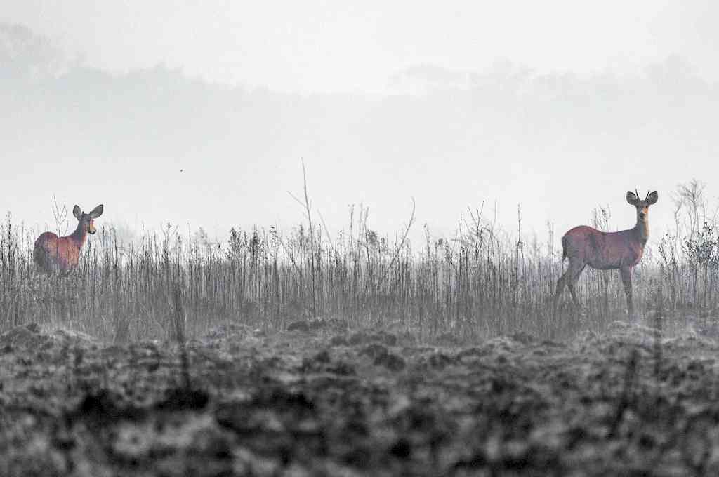 Para un biólogo santafesino radicado en Corrientes, «los incendios son una crónica de un desastre anunciado»