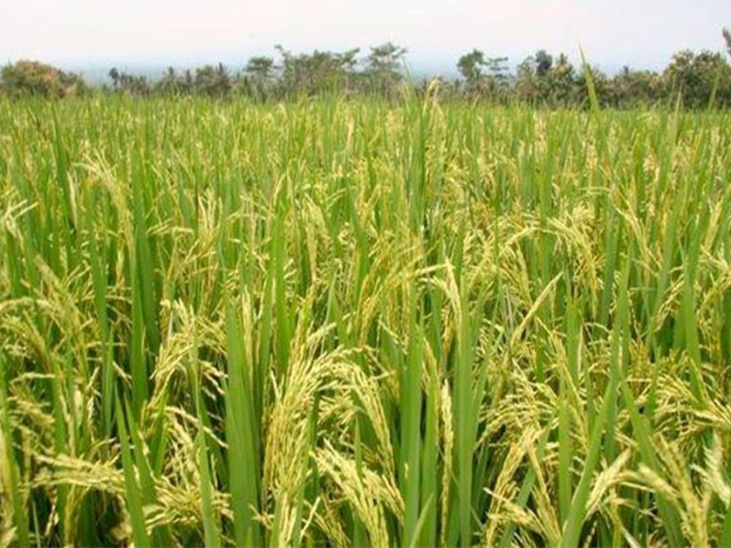Retenciones: el campo argentino anunció posibles medidas de fuerza en todo el país