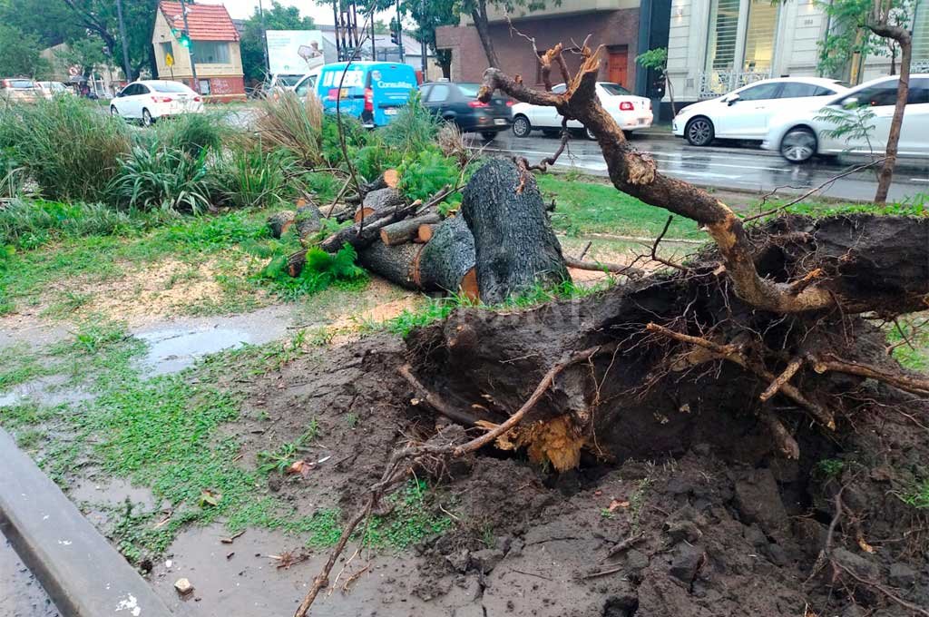 Cayó otro gran árbol de bulevar Gálvez durante la tormenta