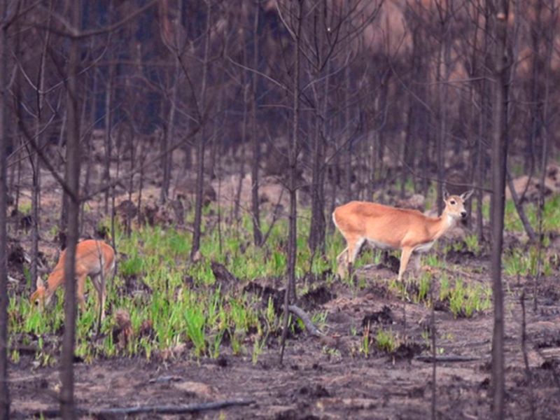 Los cadáveres de fauna silvestre se cuentan por miles tras los incendios en Corrientes