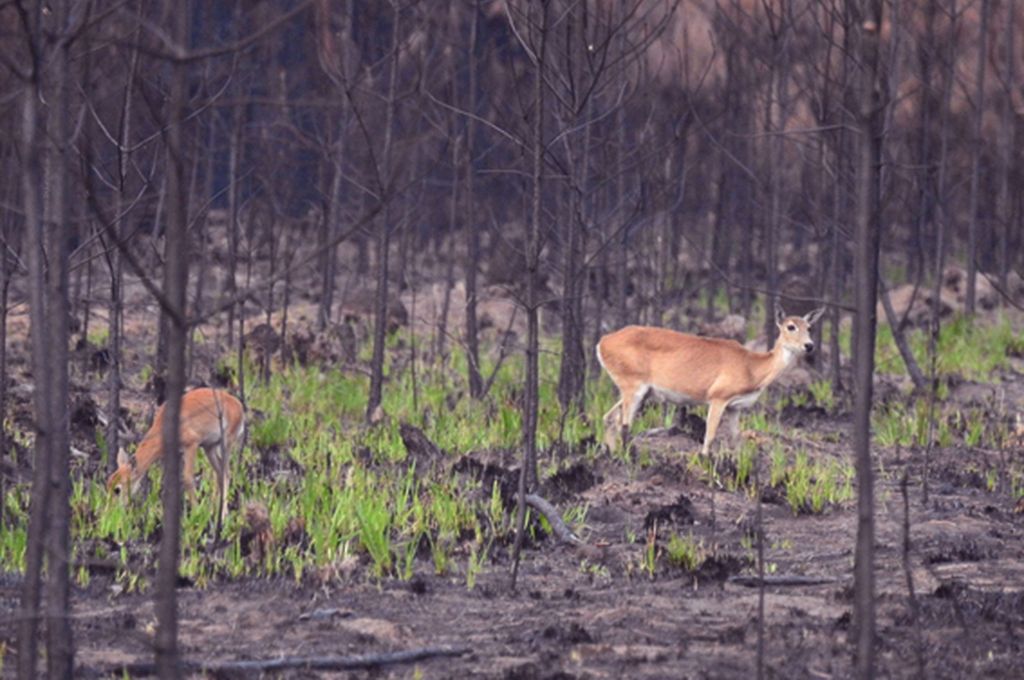 Los cadáveres de fauna silvestre se cuentan por miles tras los incendios en Corrientes