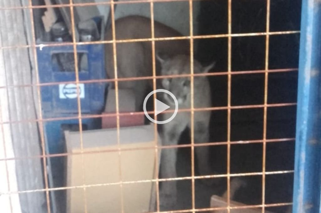 Video: capturan a un puma dentro de una casa en el sur de Santa Fe