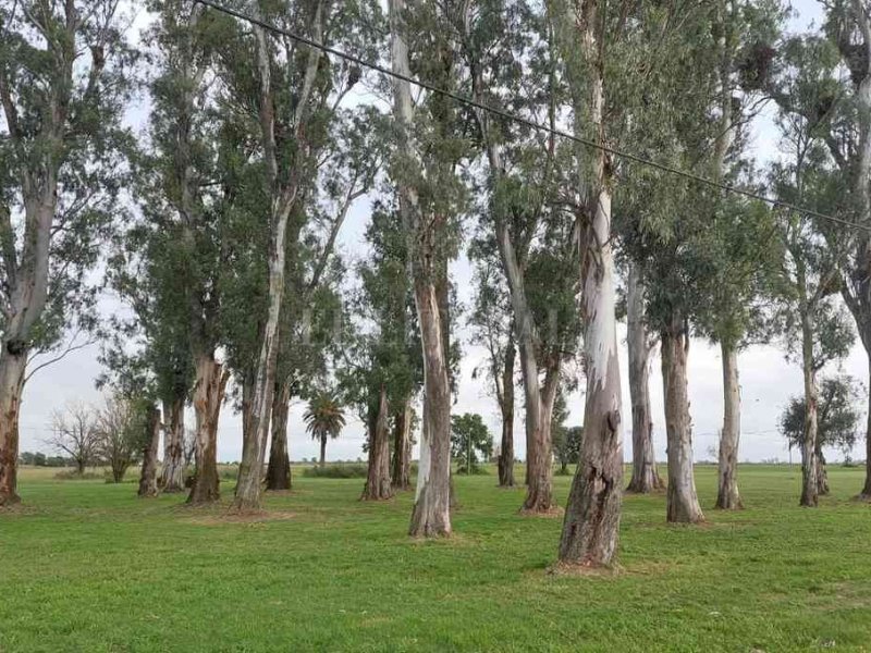 Humboldt tendrá su parque natural en el «Monte Milesi»