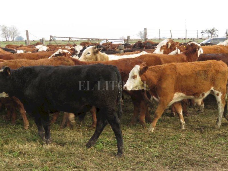 Se robaron ocho novillos de una estancia en el sur de Santa Fe