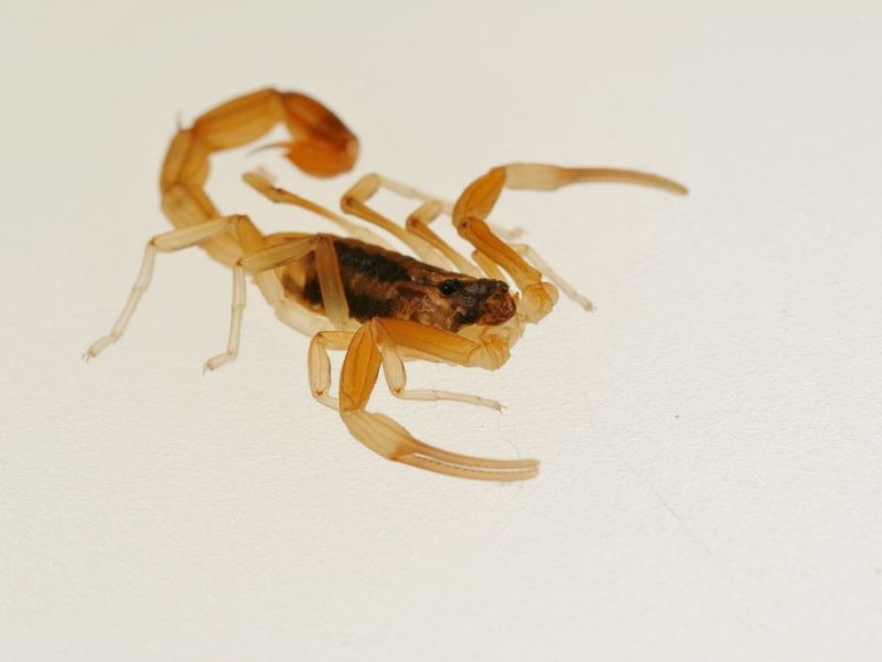 Época de alacranes: van 405 picados este año y aseguran que no falta suero