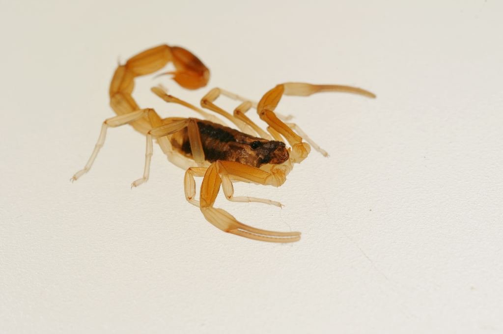 Época de alacranes: van 405 picados este año y aseguran que no falta suero